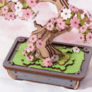 Sakura Bonsai Boom