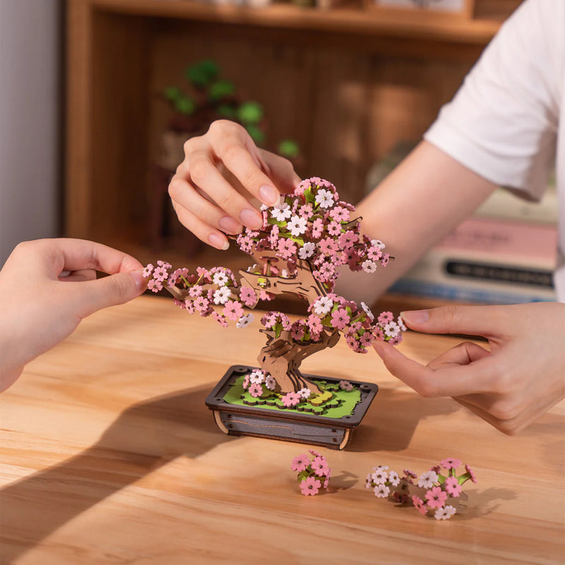 Sakura Bonsai Boom