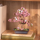 Sakura Bonsai Boom